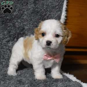 Holly, Cavachon Puppy